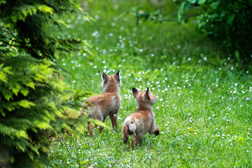 Jeunes renards roux (Vulpes vulpes) dans un jardin urbain, exemple de biodiversité en ville
