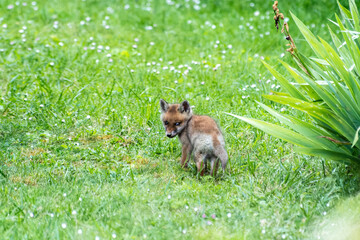 Jeunes renards roux (Vulpes vulpes) dans un jardin urbain, exemple de biodiversité en ville