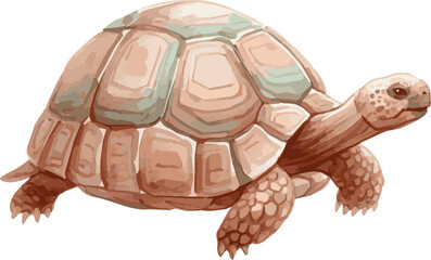 Vector watercolor illustration of a tortoise