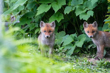 Jeunes renards roux (Vulpes vulpes) dans un jardin urbain, exemple de biodiversité en ville