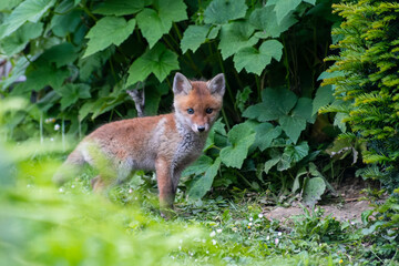 Jeunes renards roux (Vulpes vulpes) dans un jardin urbain, exemple de biodiversité en ville