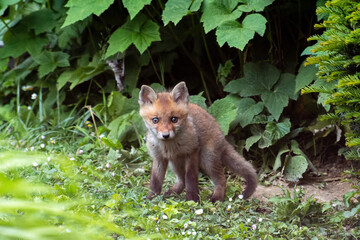 Jeunes renards roux (Vulpes vulpes) dans un jardin urbain, exemple de biodiversité en ville