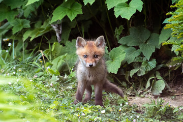 Jeunes renards roux (Vulpes vulpes) dans un jardin urbain, exemple de biodiversité en ville