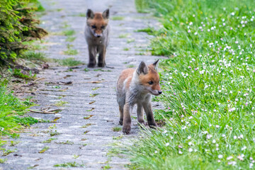 Jeunes renards roux (Vulpes vulpes) dans un jardin urbain, exemple de biodiversité en ville