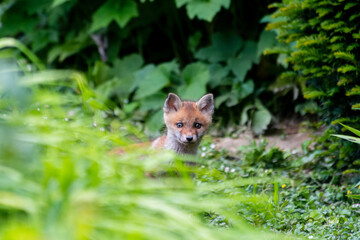 Jeunes renards roux (Vulpes vulpes) dans un jardin urbain, exemple de biodiversité en ville
