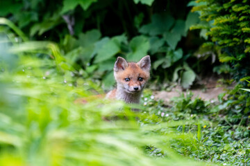 Jeunes renards roux (Vulpes vulpes) dans un jardin urbain, exemple de biodiversité en ville