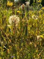 bright yellow flowers on stems of wild grass with fluffy caps of ripe seeds in the backlight of the sun's rays in a meadow on a sunny June day