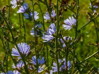 blue-blue-violet flowers on stems of wild chicory grass in the backlight of sunlight in a meadow on a sunny June day