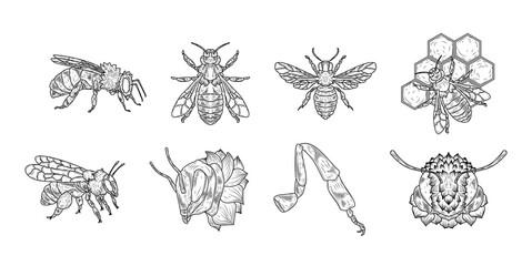 Honeybee hand drawn ink sketch vector set illustration