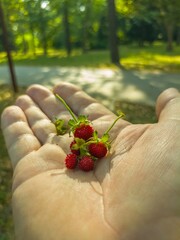 wild berries picked in a city park - ripe bright red strawberries on an open palm on a summer day