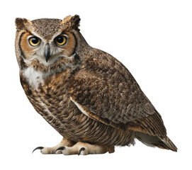 Naklejka premium Majestic great horned owl in natural habitat animal wildlife perspective isolated on transparent background