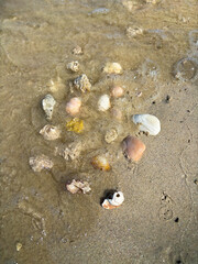 A scattering of diverse seashells and small stones, some partially submerged in shallow water on a sandy beach, illuminated by the sun, perfect for beachcombing.