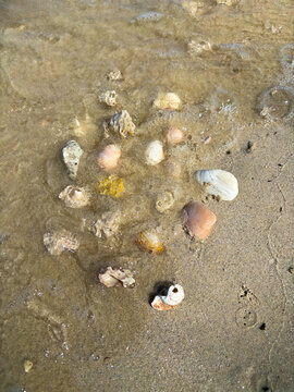 A scattering of diverse seashells and small stones, some partially submerged in shallow water on a sandy beach, illuminated by the sun, perfect for beachcombing.