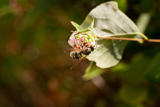European paper wasp Vespa vulgaris bathed in sunlight feeding on nectar and gathering pollen pollinating a pink flowering plant