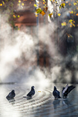 Pigeons bathing in a water fountain 