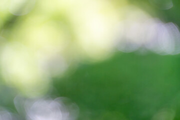 緑と光が織りなす幻想的なボケ背景