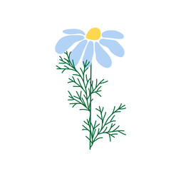 Wild and garden flowers, leaves. Modern vector botanical illustrations, hand drawn floral design elements