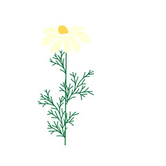 Wild and garden flowers, leaves. Modern vector botanical illustrations, hand drawn floral design elements