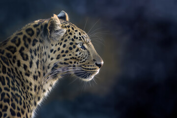 Obraz premium Leopard in Profile with Detailed Spotting and Focused Eyes