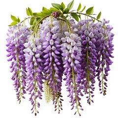 Beautiful cascading wisteria flowers with shades of purple and green leaves isolated