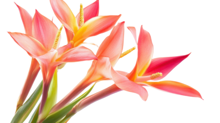 Bright orange lily flower with vibrant petals and natural stamen detail isolated on white background

