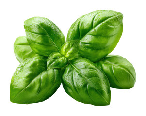 Fresh basil leaves culinary herb kitchen food preparation healthy cooking ideas isolated on transparent background
