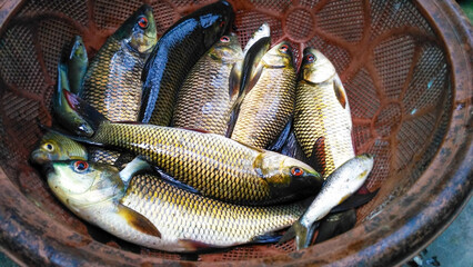 Freshly caught Rui fish placed in a plastic bowl