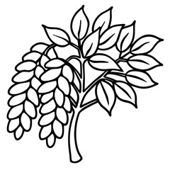 Black Locust line art vector