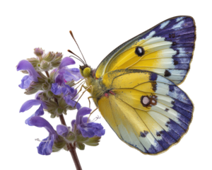 Butterfly feeding on purple flowers nature scene beauty isolated on transparent background