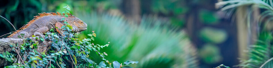 Common green iguana at rest in a tropical greenhouse. Iguana iguana, ZooParc de Beauval, Saint Aignan sur Cher, Loir et Cher 41, Région Pays de la Loire, France, European Union, Europe