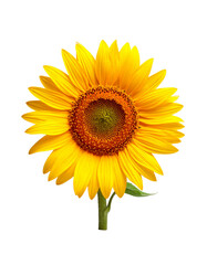 Obraz premium Front Facing Sunflower Isolated on Light Grey Background with Bright Petals and Natural Detail