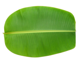 Fresh banana leaf isolated on white