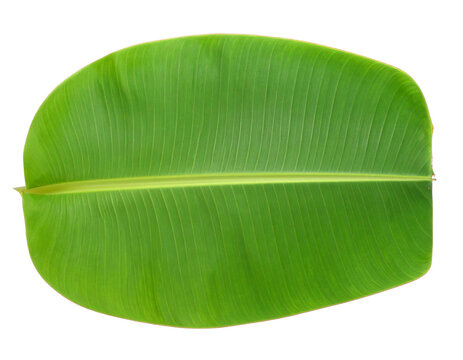 Fresh banana leaf isolated on white