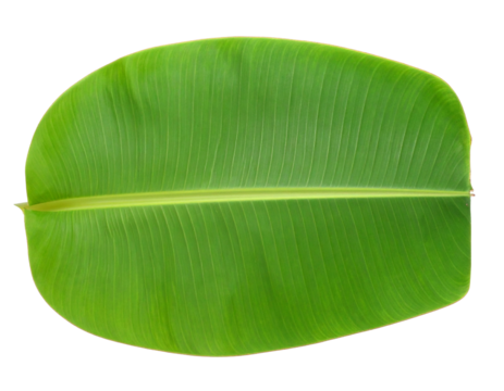 Fresh banana leaf isolated on white