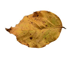 Fototapeta premium Crumpled brown dried leaf