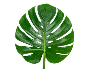 Green monstera leaf isolated on white