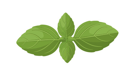 Freshness Illustrated: A Basil Plant's Verdant Essence Captured in a Detailed Vector Graphic Representation for Culinary and Botanical Use