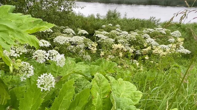 Overgrown riverside with blooming hogweed in Kuldīga near Venta, captured in a quiet moment of unclaimed summer nature