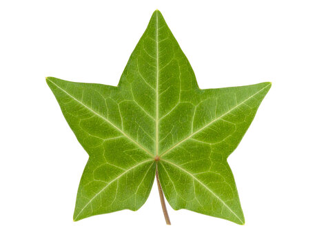 Green star shaped leaf