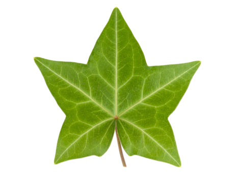Green star shaped leaf