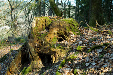 Ancient Tree Stump in Quiet Forest