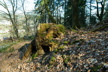Whispering Ancient Stump Amid Woodland Tranquility