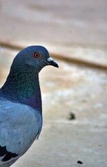 pigeon on the street 