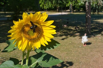 Bee buzzing around a vibrant sunflower in a serene park setting surrounded by trees and geese during a sunny day