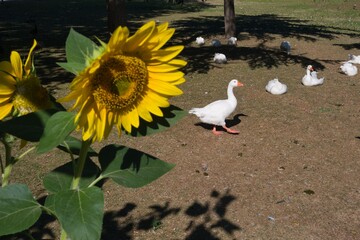Sunflower blooms beside geese at a park on a sunny day in the afternoon