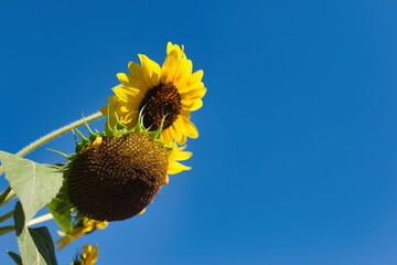 Sunflowers blooming under clear blue sky during midday with vibrant colors catching sunlight