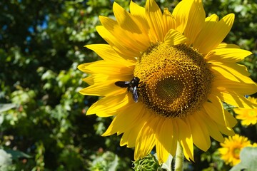Sunflower blooms under bright sunlight with bee pollinating in vibrant garden setting