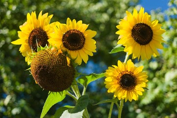 Bright sunflowers in a garden on a sunny day showcasing vibrant colors and contrasting textures in late summer