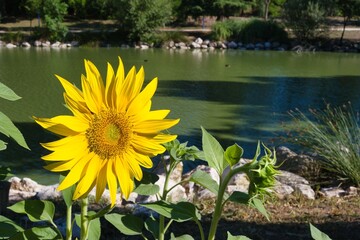 Bright sunflower blooming near a serene green pond surrounded by lush vegetation in a tranquil park setting in autumn