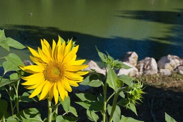 Bright sunflower blooms beside serene pond under clear sky in afternoon light